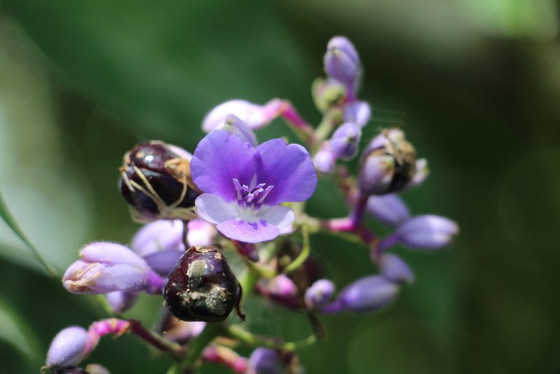 Dichorisandra villosula, photographed by Andrés Ramírez-Barrera