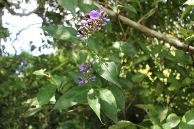Dichorisandra villosula, photographed by Andrés Ramírez-Barrera