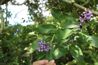 Dichorisandra villosula, photographed by Andrés Ramírez-Barrera