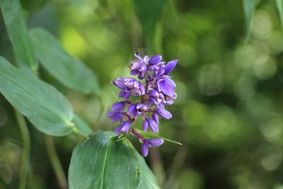 Dichorisandra villosula, photographed by Andrés Ramírez-Barrera