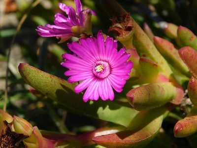 Ruschia schollii, photographed by Klaus Wehrlin