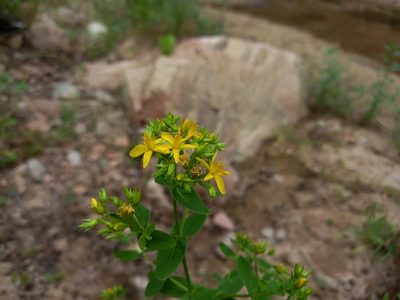 Hypericum tetrapterum, photographed by Josep Gesti