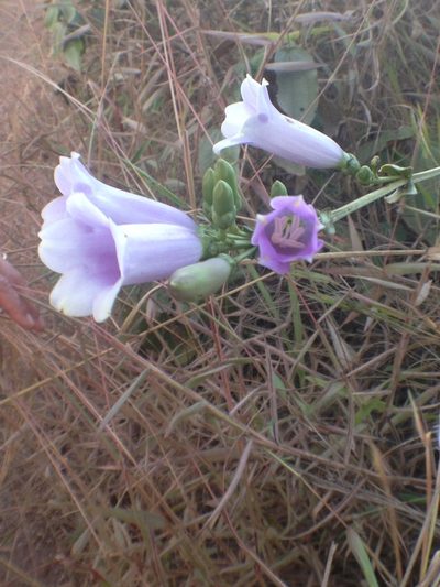 Irlbachia speciosa, photographed by Mario Barroso