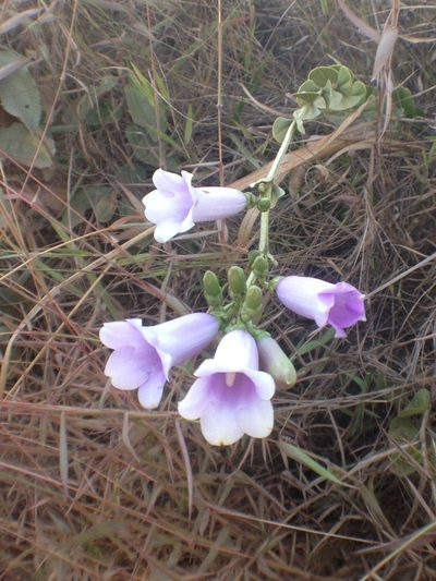 Irlbachia speciosa, photographed by Mario Barroso