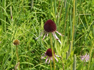 Echinacea pallida, photographed by Tom Lazar