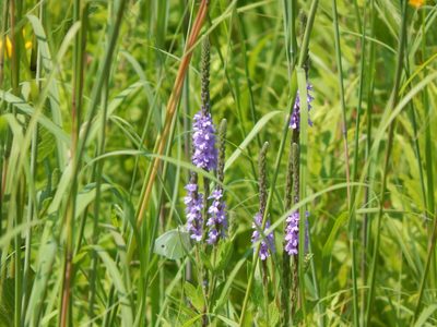 Verbena stricta, photographed by Tom Lazar