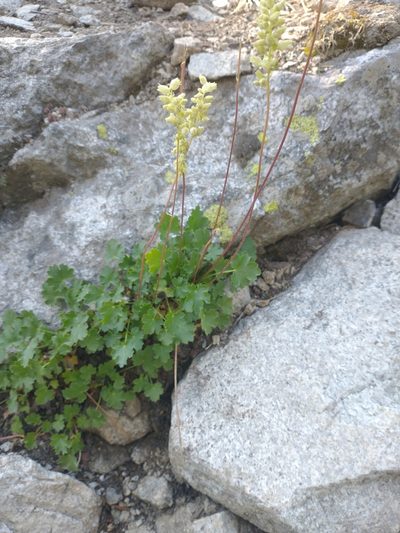 Heuchera grossulariifolia, photographed by Drew Meyer