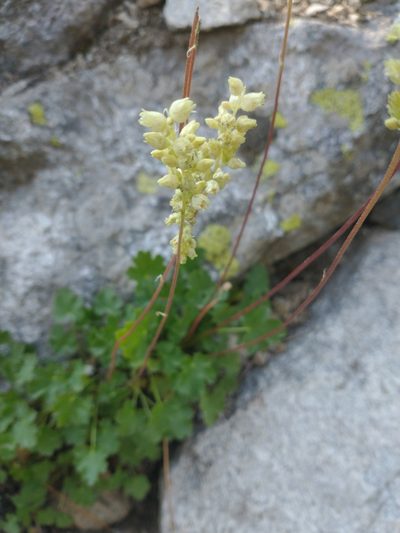 Heuchera grossulariifolia, photographed by Drew Meyer