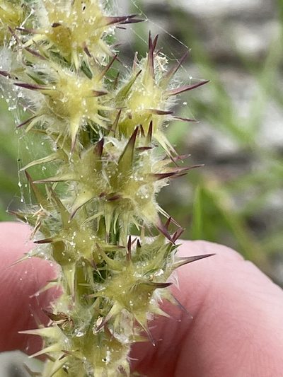 Cenchrus tribuloides, photographed by Bobby McCabe
