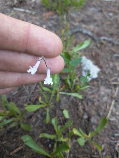 Chionophila tweedyi, photographed by Drew Meyer
