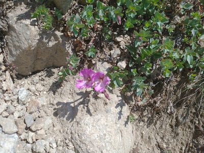 Epilobium obcordatum, photographed by Drew Meyer
