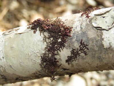 Frullania nisquallensis, photographed by Erin Springinotic