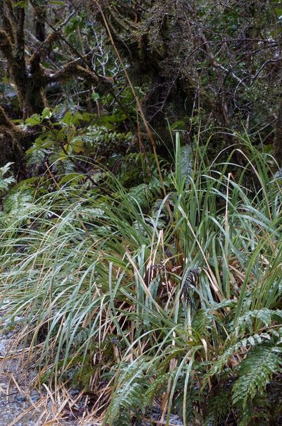 Chionochloa conspicua, photographed by Jon Sullivan