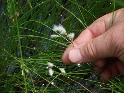 Eriophorum tenellum, photographed by Lynn Harper