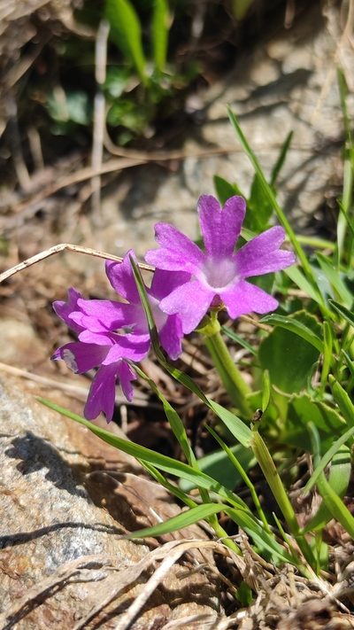 Primula daonensis, photographed by Andrea Mologni