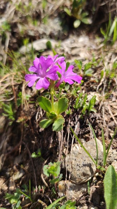 Primula daonensis, photographed by Andrea Mologni