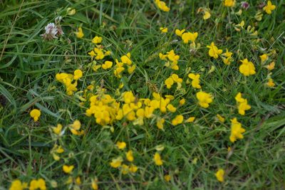 Lotus tenuis, photographed by Phil James
