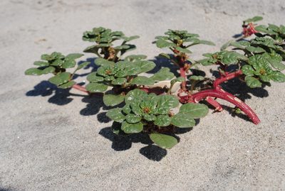 Amaranthus pumilus, photographed by Zihao Wang