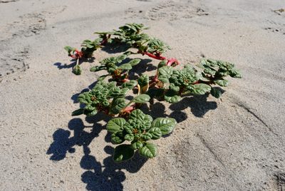 Amaranthus pumilus, photographed by Zihao Wang