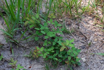 Desmodium marilandicum, photographed by Bonnie Semmling