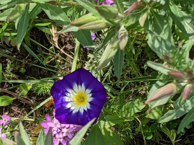 Convolvulus tricolor, photographed by Dominic Best
