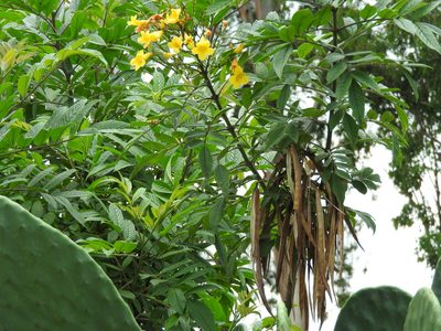 Senna multiglandulosa, photographed by Oscar Alejandro Morales Juárez