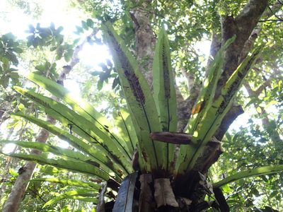 Asplenium mauritianum, photographed by Romer N. Rabarijaona
