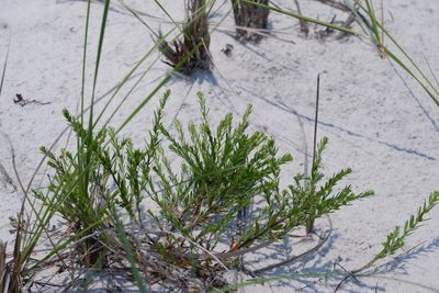 Lechea maritima, photographed by Bonnie Semmling