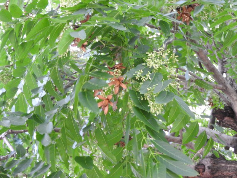 Cedrela dugesii, photographed by Oscar Alejandro Morales Juárez