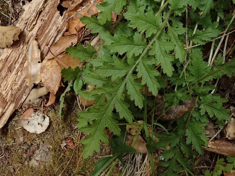 Pedicularis dudleyi, photographed by joergmlpts
