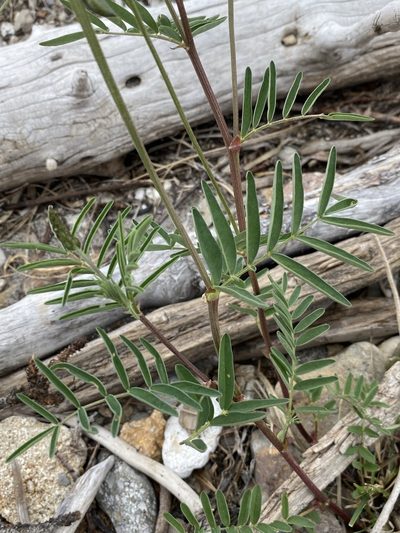 Astragalus eucosmus, photographed by Matt Berger