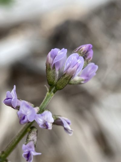 Astragalus eucosmus, photographed by Matt Berger