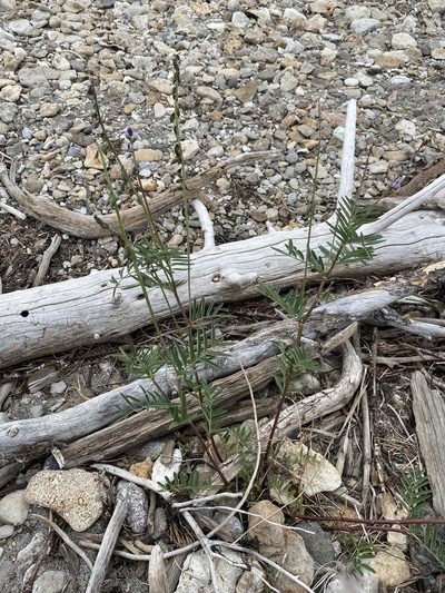 Astragalus eucosmus, photographed by Matt Berger
