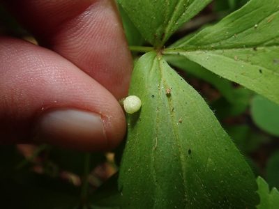 Anemonoides grayi, photographed by joergmlpts