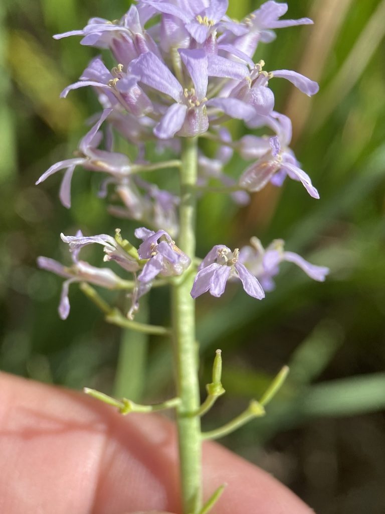 Thelypodium paniculatum, photographed by Matt Berger