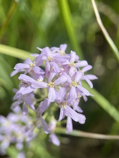 Thelypodium paniculatum, photographed by Matt Berger