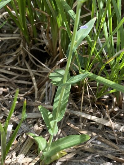 Thelypodium paniculatum, photographed by Matt Berger