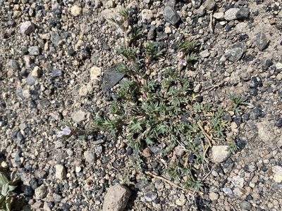 Astragalus kentrophyta, photographed by Matt Berger