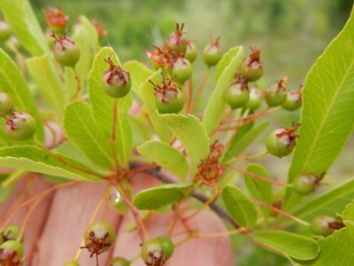 Pyracantha crenulata, photographed by Ed Alverson