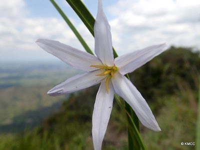 Xerophyta dasylirioides, photographed by Romer N. Rabarijaona