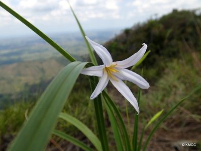 Xerophyta dasylirioides, photographed by Romer N. Rabarijaona