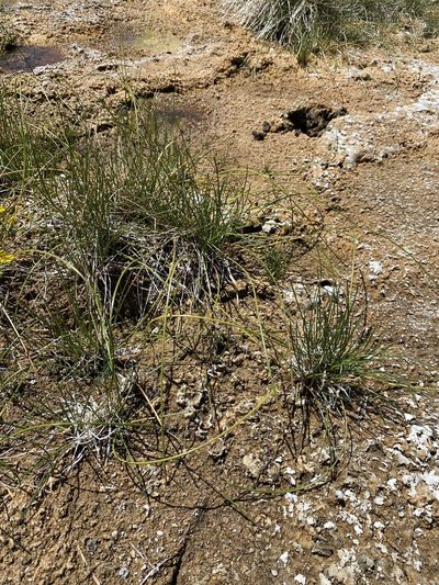 Eleocharis rostellata, photographed by Matt Berger