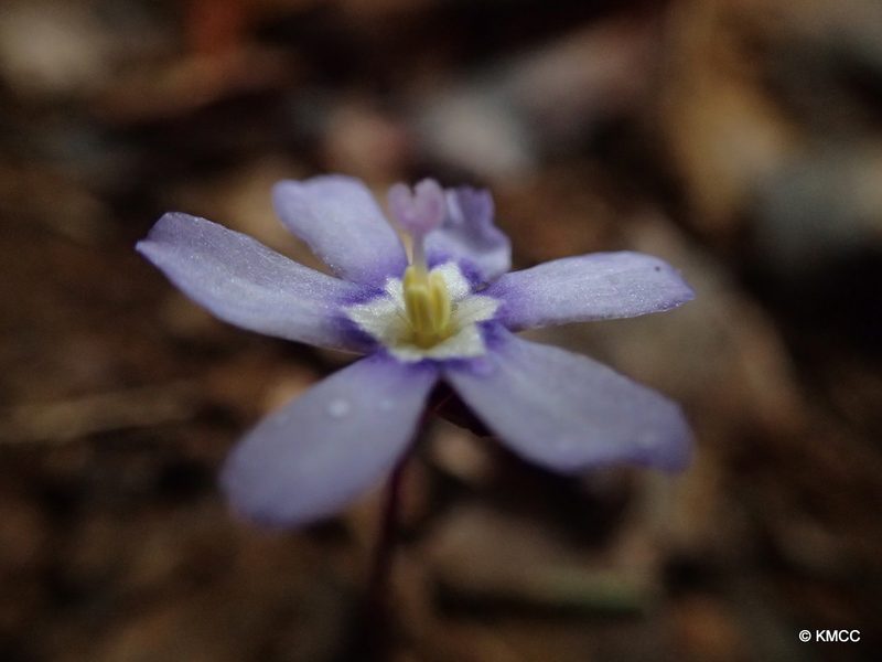 Geosiris aphylla, photographed by Romer N. Rabarijaona