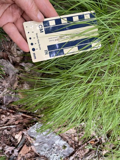Carex novae-angliae, photographed by Mary E. Macaulay, P.Eng.
