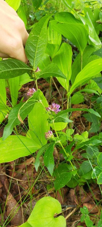Vicia ohwiana, photographed by Viola Alekseeva