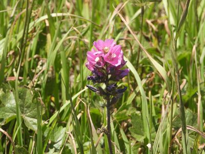 Sidalcea hirtipes, photographed by Jared Shorma
