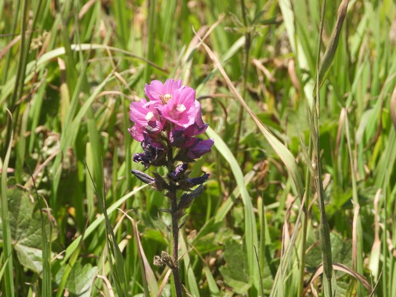 Sidalcea hirtipes, photographed by Jared Shorma