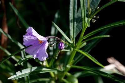 Solanum vescum, photographed by Max Campbell