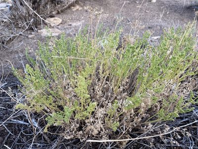 Cymopterus terebinthinus, photographed by Matt Berger