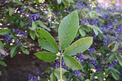 Vitex pyramidata, photographed by Dante S. Figueroa